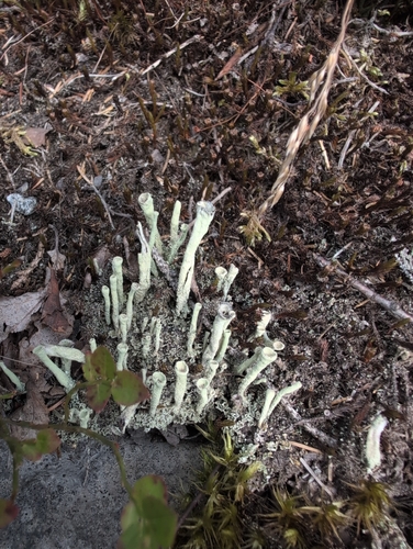 Lesser Sulphur-cup Lichen