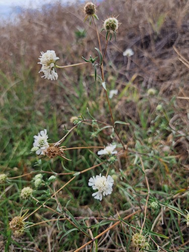 Silver Scabious