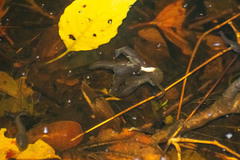 Isthmohyla pseudopuma