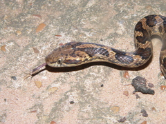 Leptodeira ashmeadii