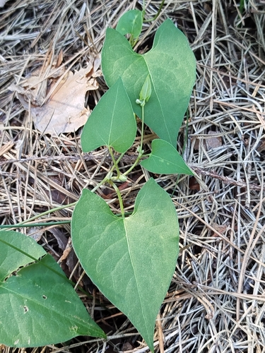 Black-bindweed