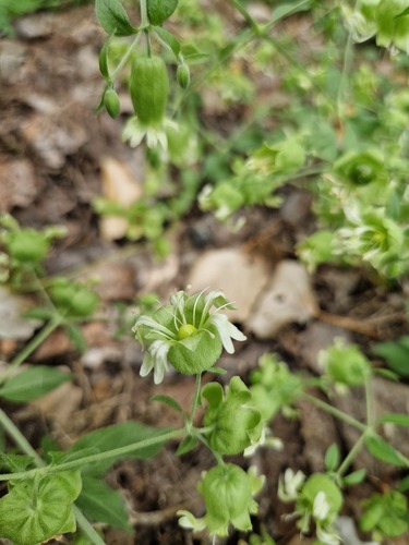 Berry Catchfly