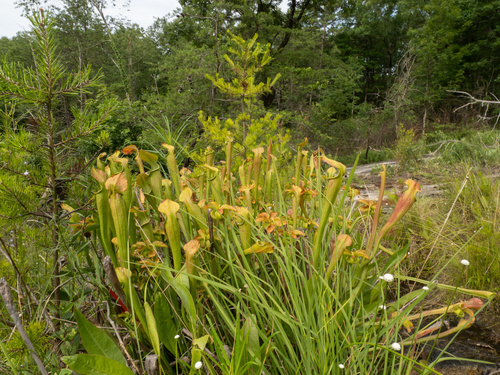 Jones' pitcherplant (Sarracenia jonesii)