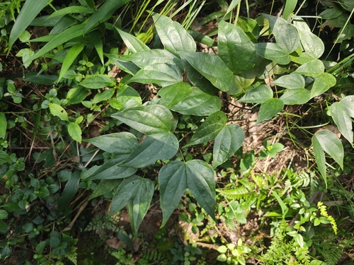 Champion's Bauhinia