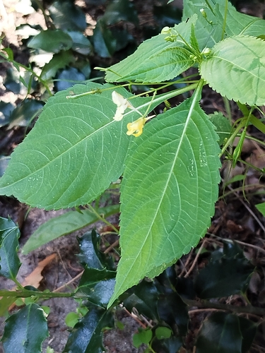 small balsam