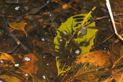 Isthmohyla pseudopuma