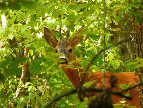 Western Roe Deer