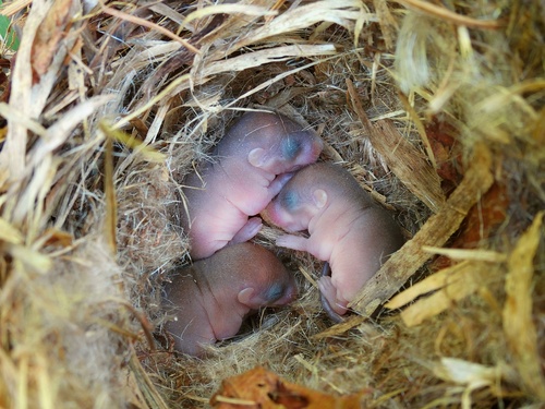 Hazel Dormouse