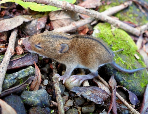 Striped Field Mouse