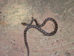 Leptodeira ashmeadii