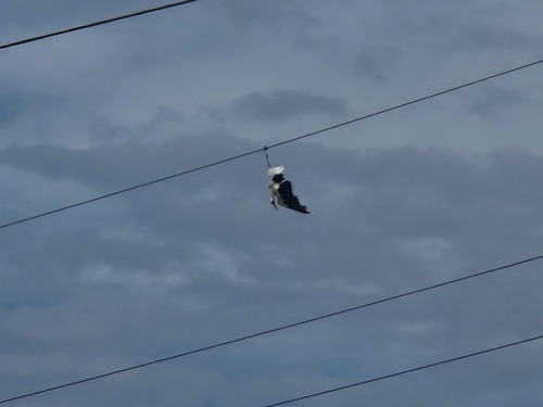 White Stork