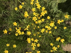 Coreopsis verticillata