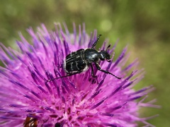 Trichiotinus texanus