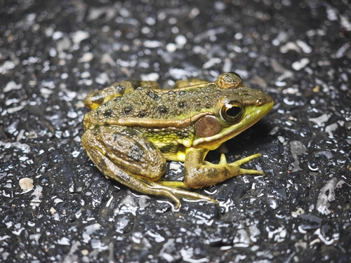 Black-spotted Frog