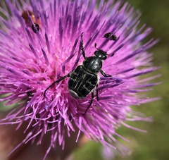 Trichiotinus texanus