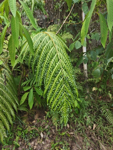 prolific chain fern