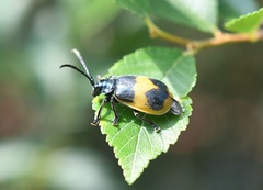 Monocesta ducalis