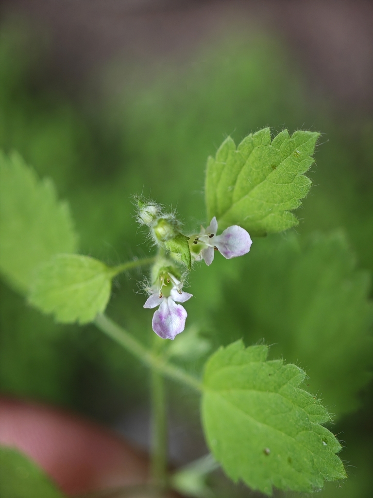 Teucrium danxiacola