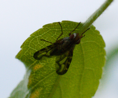 Otites lamed