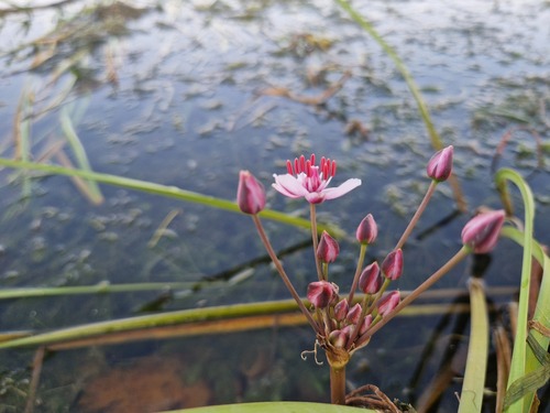 Flowering-rush