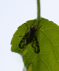 Otites lamed