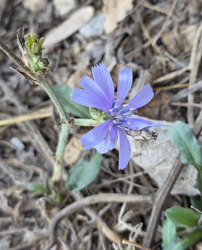 Cichorium pumilum, photograph 2