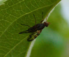 Otites lamed