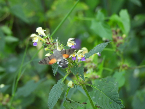 Eurasian Hummingbird Hawkmoth