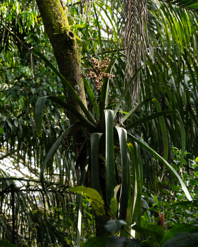 Hohenbergia augusta, photograph 5
