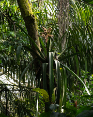 Hohenbergia augusta, photograph author not stated, no rights reserved