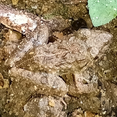 Common Paddy Field Frog