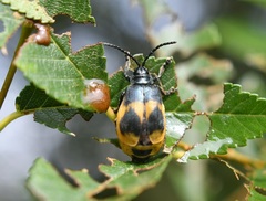 Monocesta ducalis