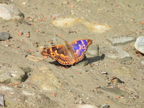 Lesser Purple Emperor