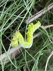 Pericyma cruegeri