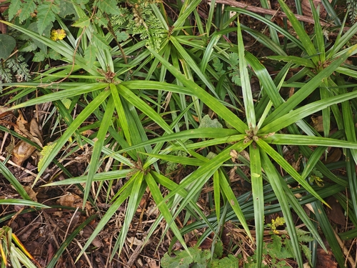 Carex phyllocephala