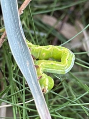 Pericyma cruegeri