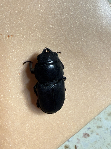 Lesser Stag Beetle