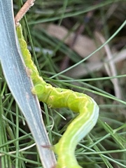 Pericyma cruegeri