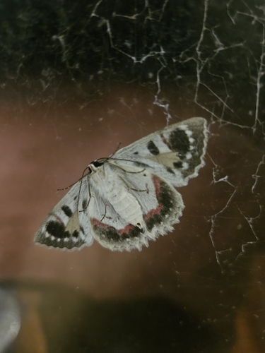 Red-lined Looper