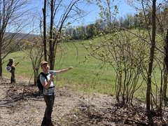 Crataegus macrosperma