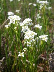 Lepidium cartilagineum