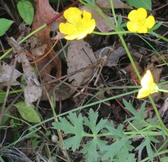 Ranunculus hispidus nitidus