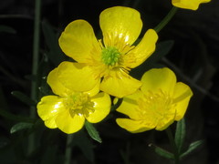 Ranunculus hispidus nitidus