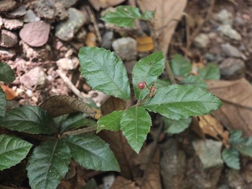 Ardisia pusilla