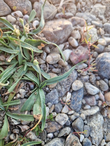 ribwort plantain