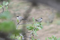 Curruca crassirostris