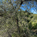 Acacia horrida
