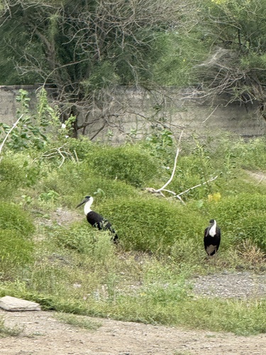 Asian Woolly-necked Stork (Northern)