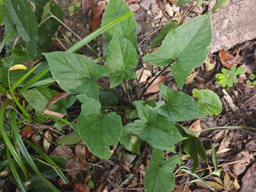 Divaricate Typhonium
