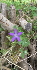 Triodanis
